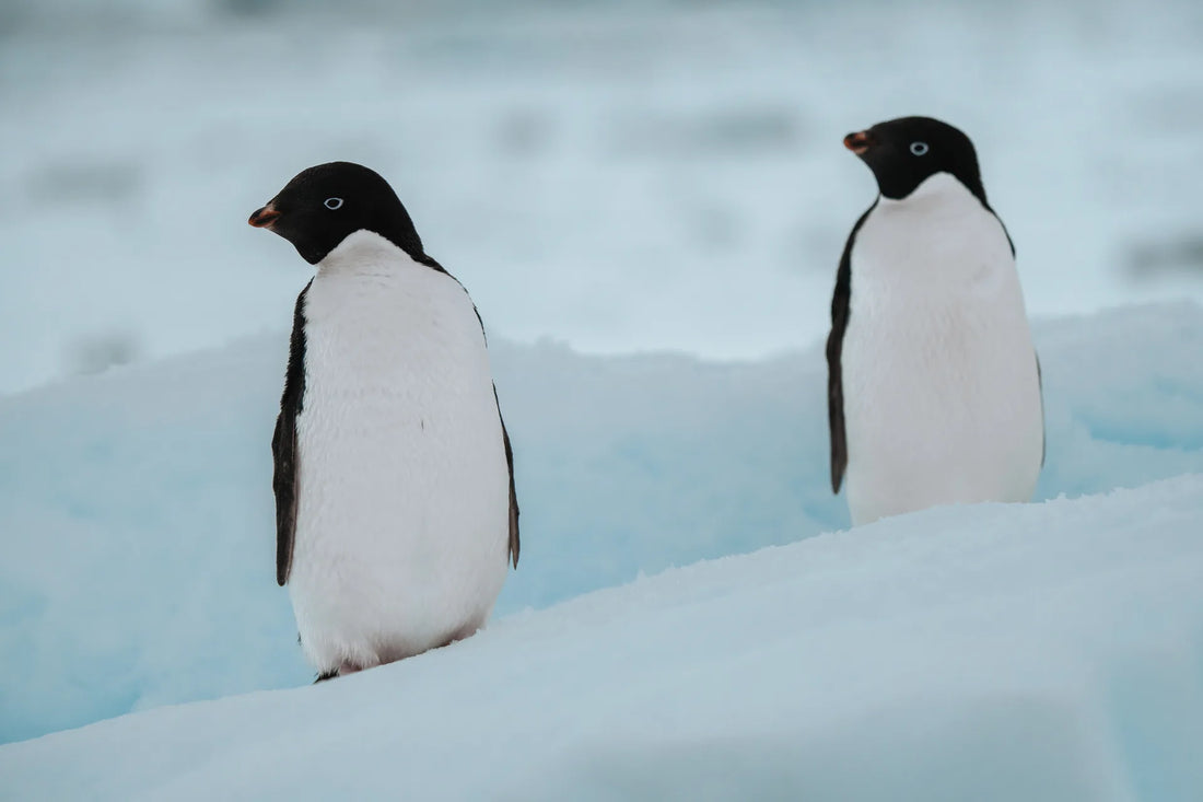 Two Adélie penguins on the snow in Antarctica