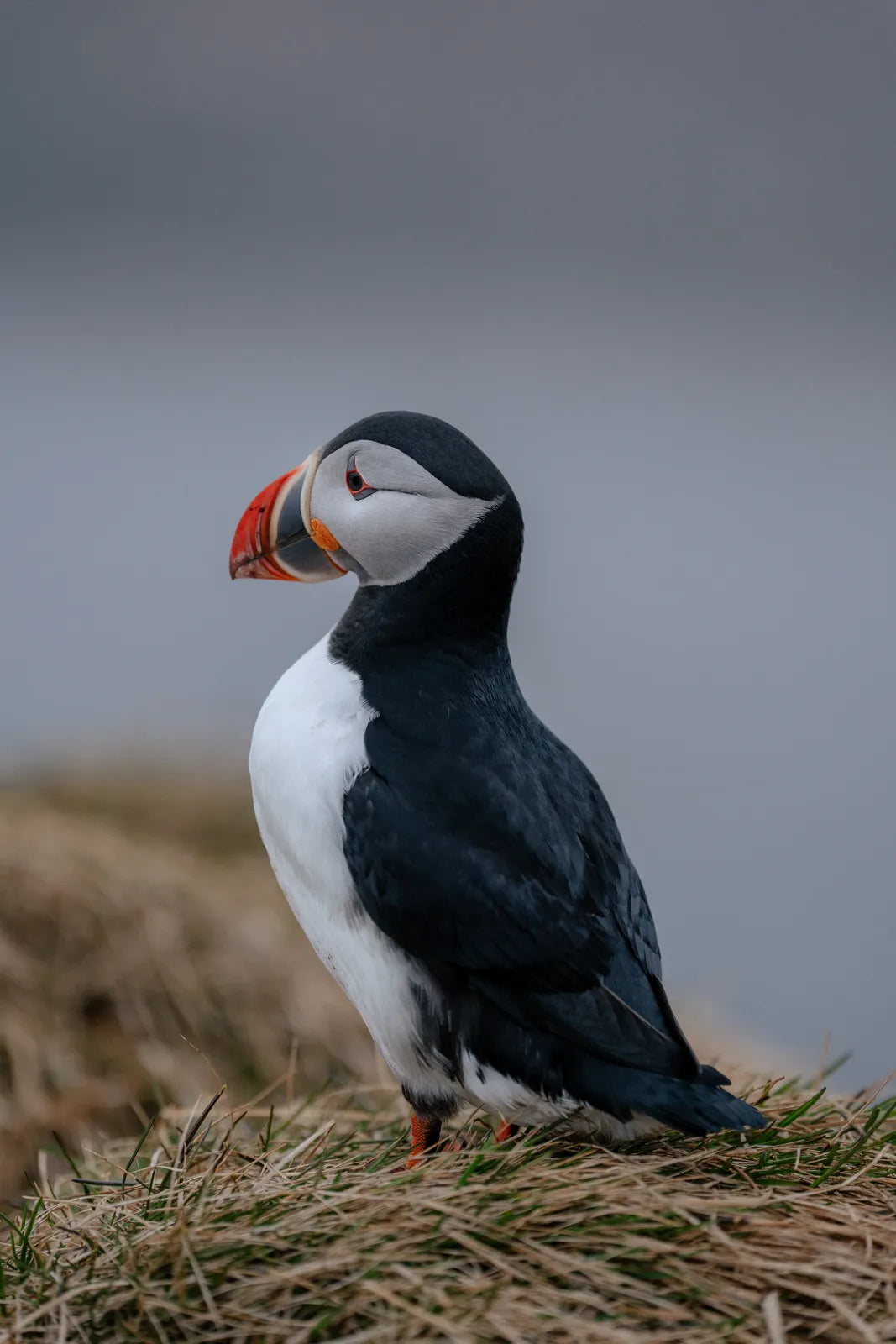 Atlantic puffin portrait shot with a 70-200mm lens in Iceland