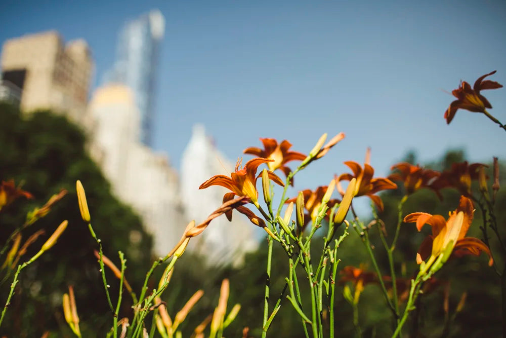 Travel photo of Central Park in New York City, photo 1