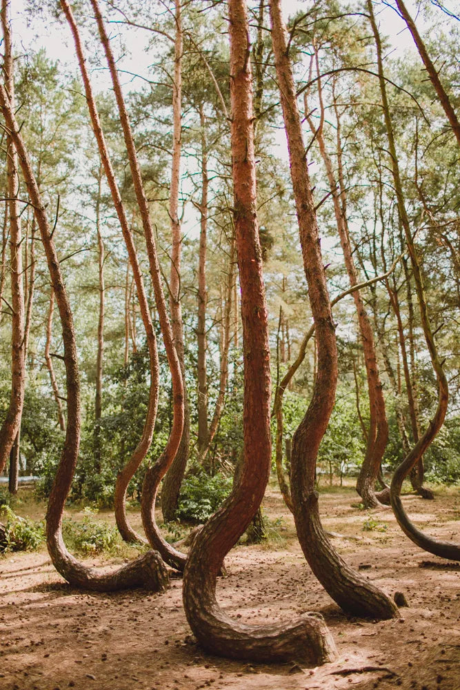 Travel photo in the Crooked Forest near Szczecin, Poland, photo 1