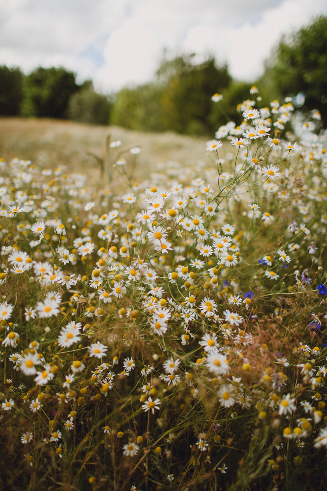 Wildflower forest travel photo in Gdansk, Poland, photo 1