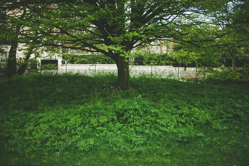 Travel photo at Kew Gardens in London, photo 1