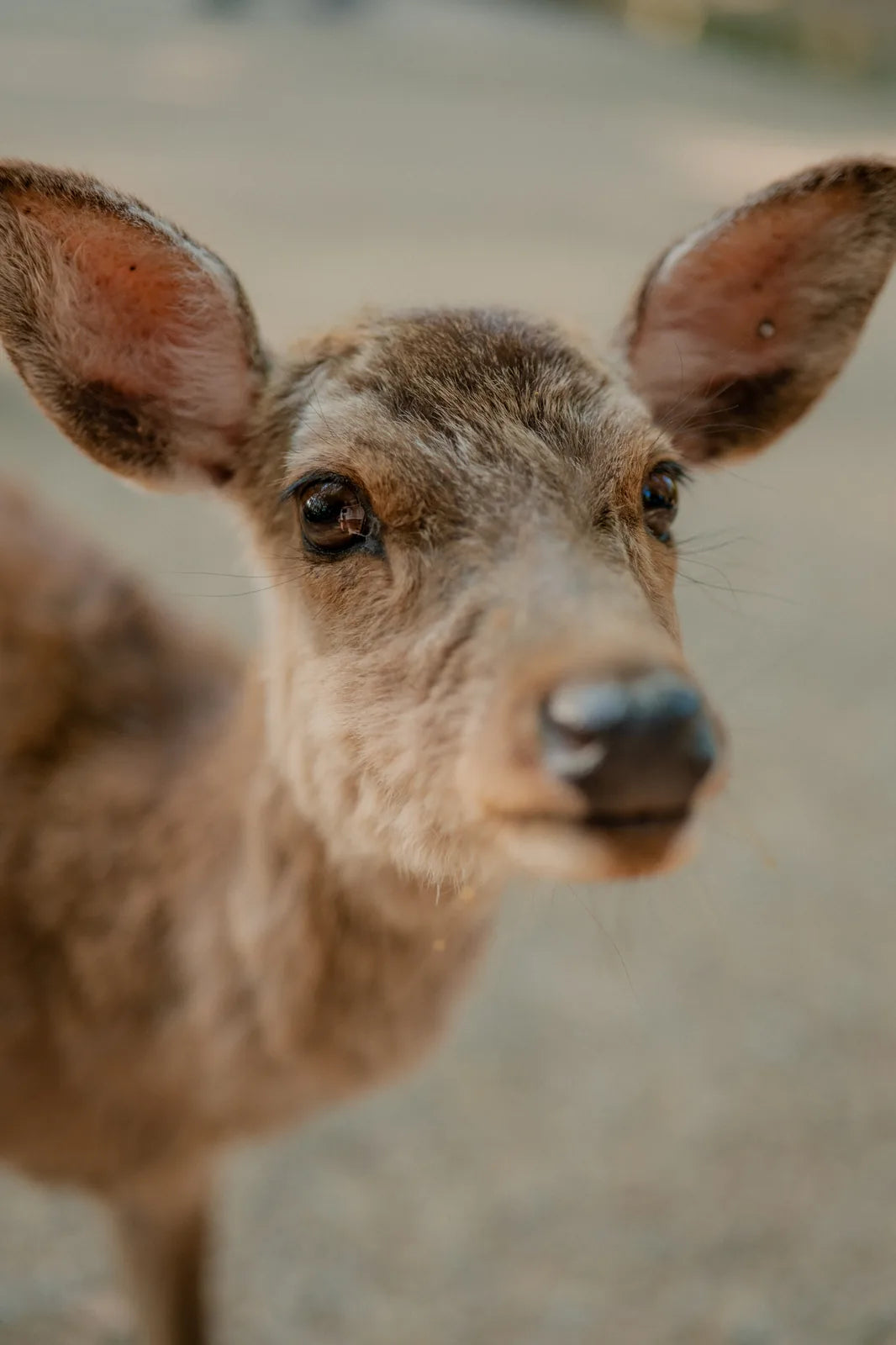 Close-up portrait of a deer in Nara Park, Japan