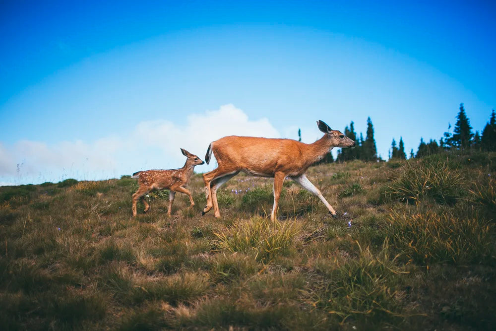 Travel photo in Olympic National Park, Washington, photo 1