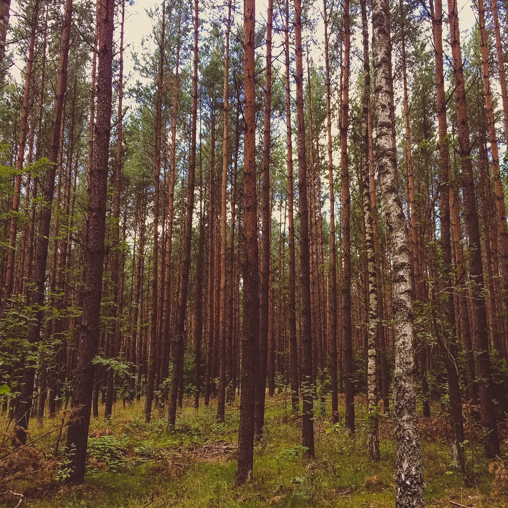 Photo from my Poland Instagram diary, photo 1