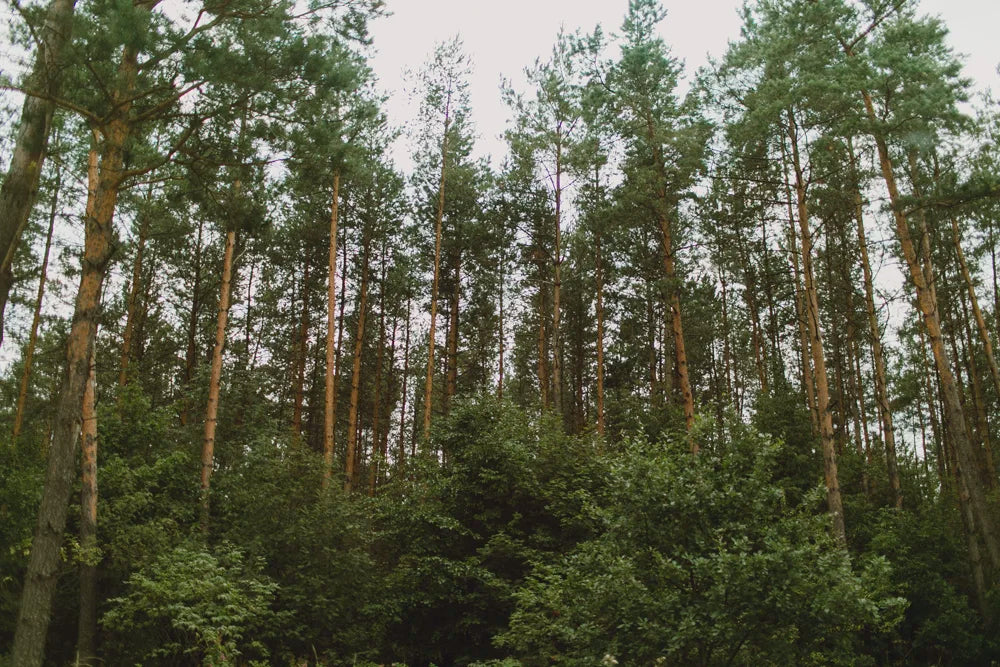 Sand dunes travel photo at Slowinski National Park, Poland, photo 1