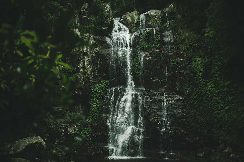 Rainforest travel photo from the Southern Highlands, NSW, photo 1
