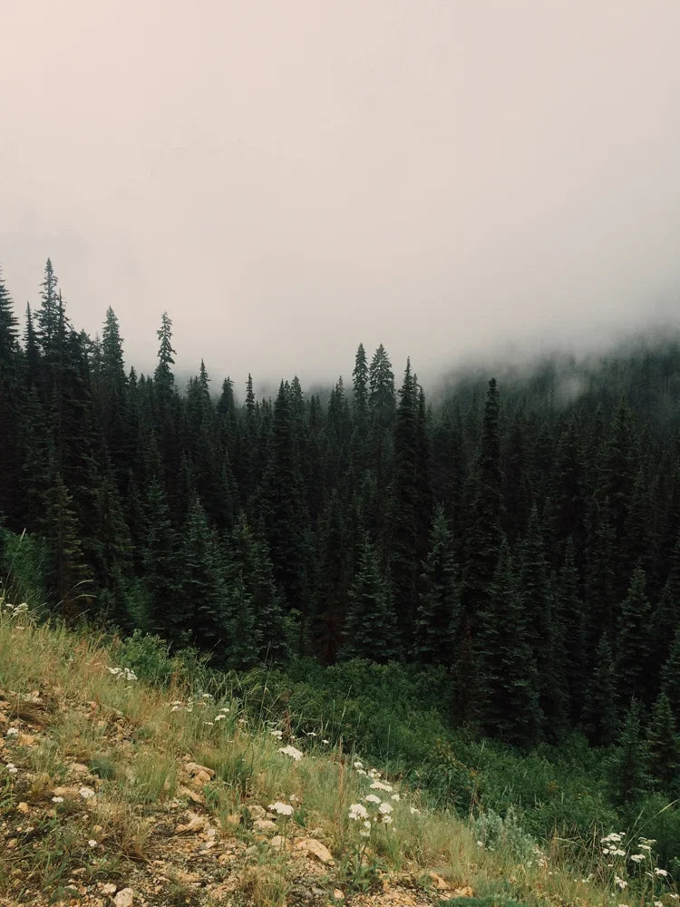 Photo from my Washington state Instagram diary, photo 1