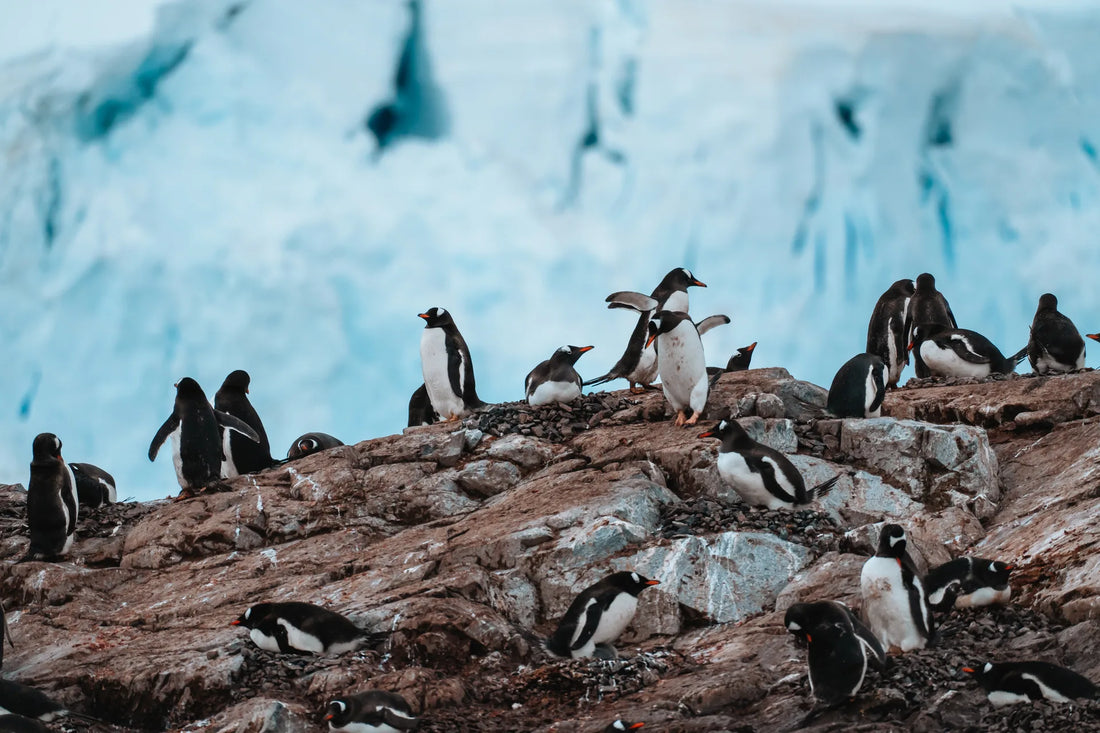 Gentoo penguin colony on the rocks in front of a glacier in Antarctica