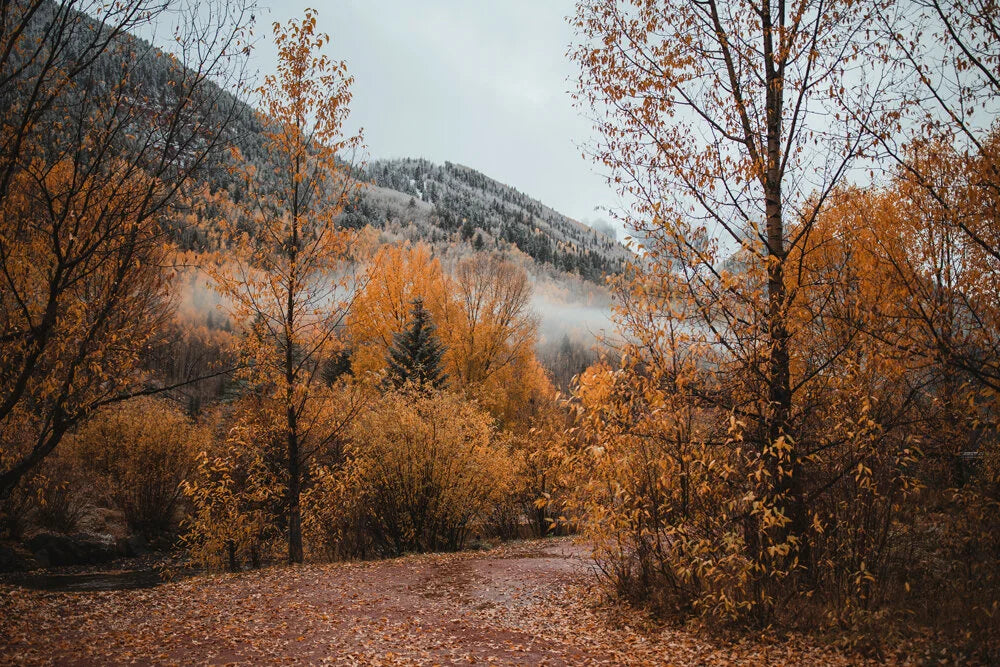 Fall: Lightroom Preset Pack