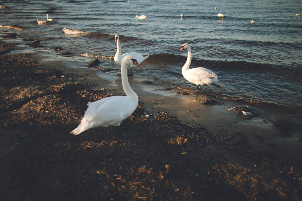 Little Something: FREE Lightroom Preset