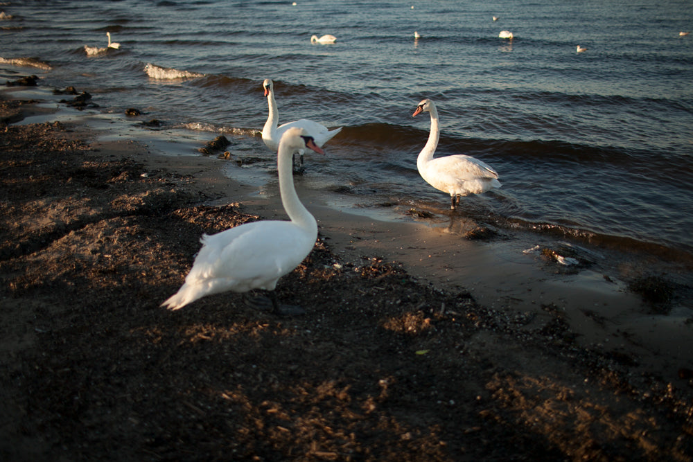 Little Something: FREE Lightroom Preset