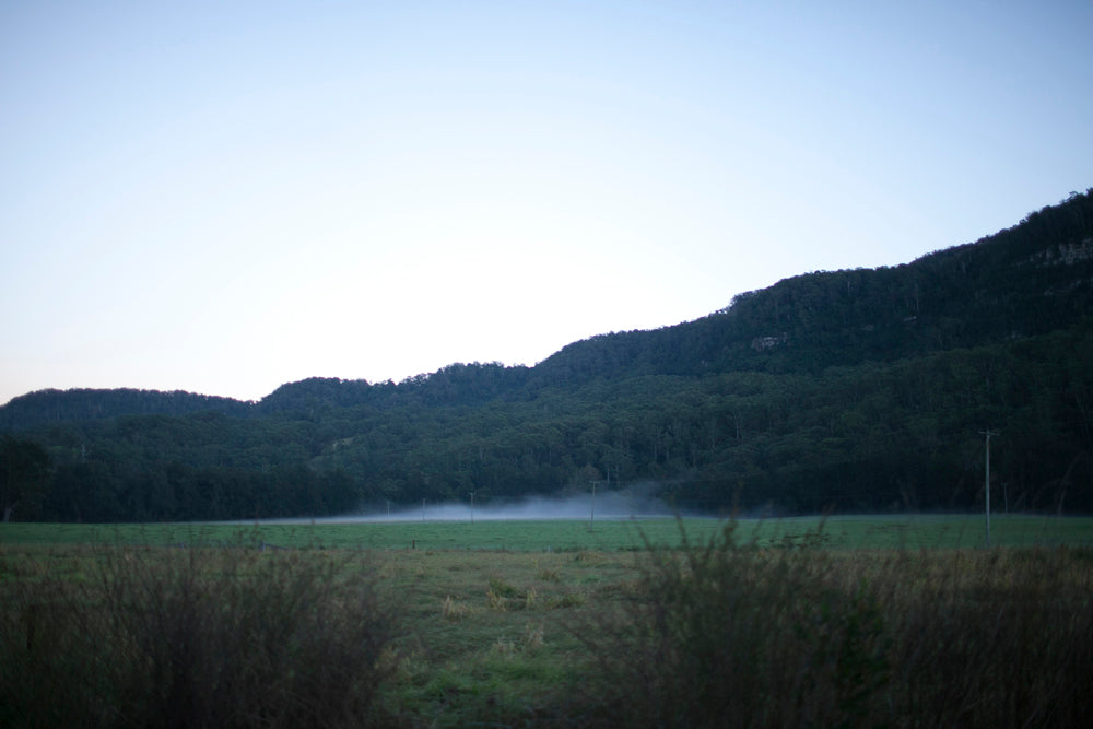 Disposable Film: Lightroom Preset Pack