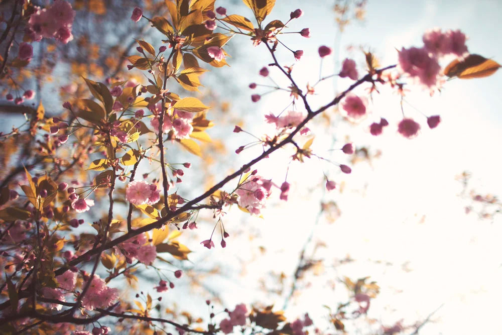 The Dulcet Set: Photoshop Actions Pack