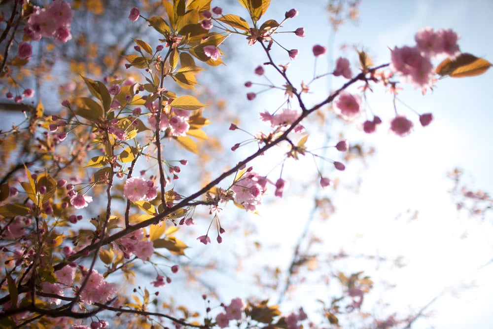 The Dulcet Set: Photoshop Actions Pack